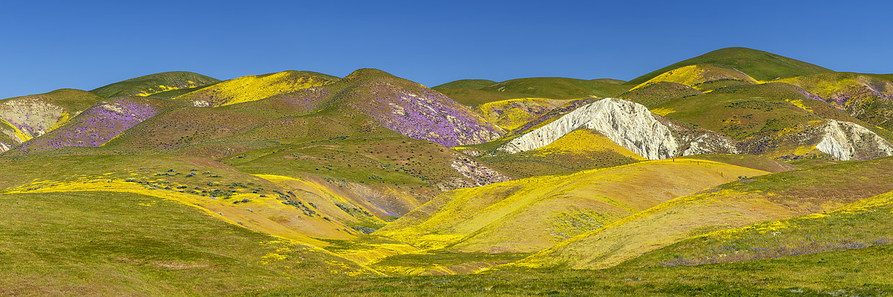 #190131-1 - Hills of Wildflowers, Carrizo Plain National Monument, California, USA