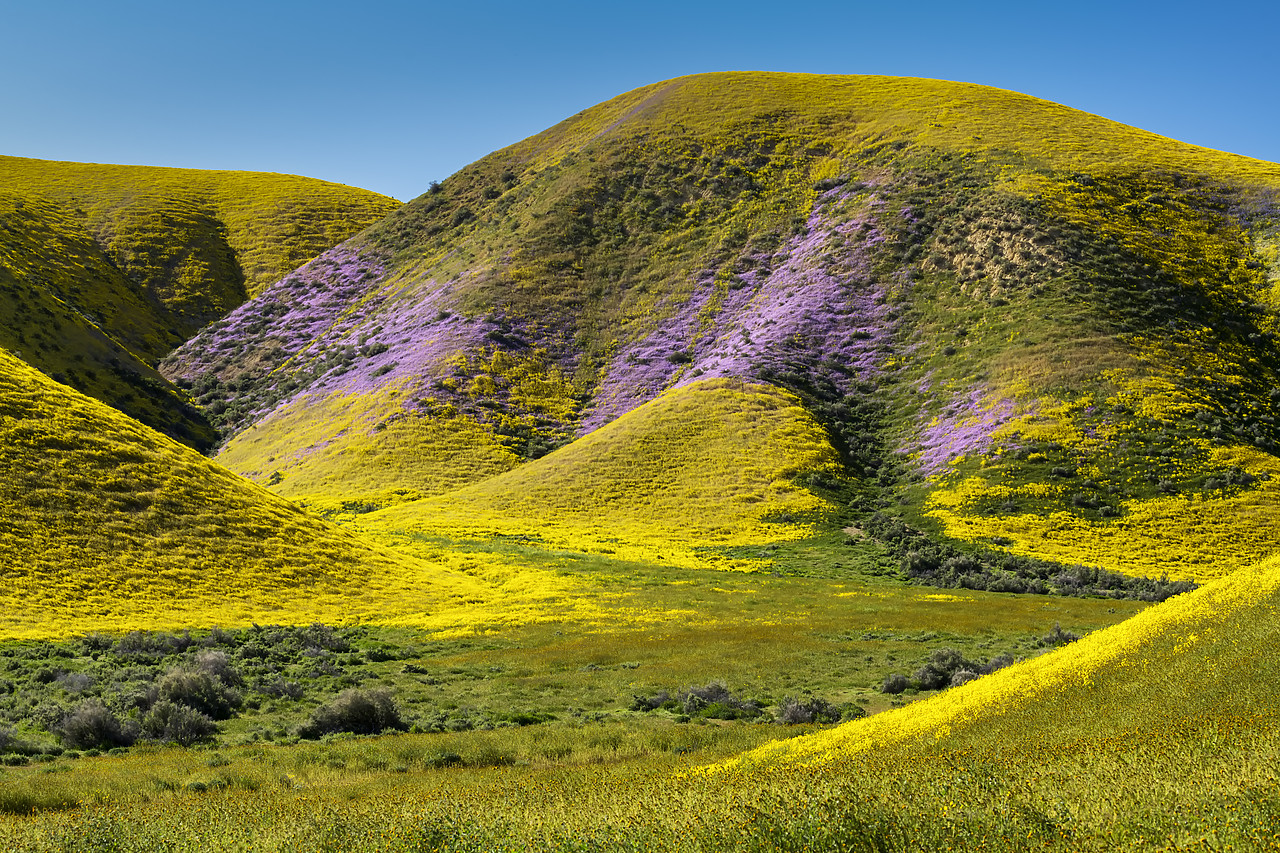 #190132-1 - Hills of Wildflowers, Carrizo Plain National Monument, California, USA