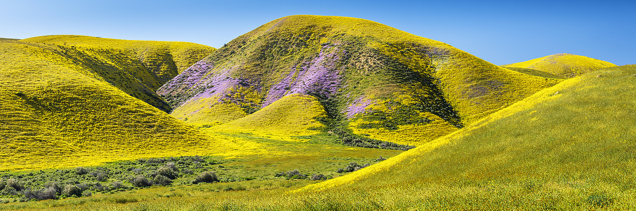 #190132-2 - Hills of Wildflowers, Carrizo Plain National Monument, California, USA