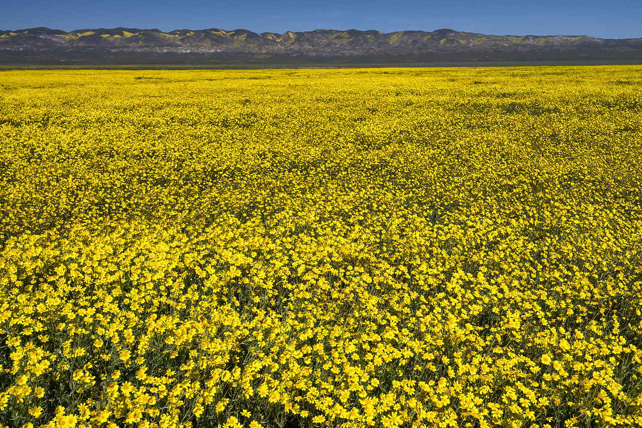 #190133-1 - Field of Wildflowers, Carrizo Plain National Monument, California, USA