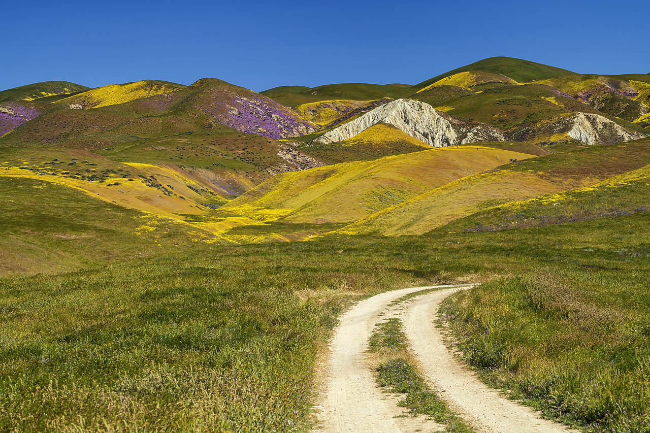 #190134-1 - Track to Hill of Wildflowers, Carrizo Plain National Monument, California, USA