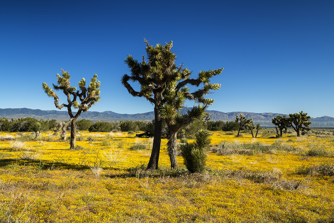 #190140-1 - Joshua Trees & Wildflowers, Antelope Valley, California, USA