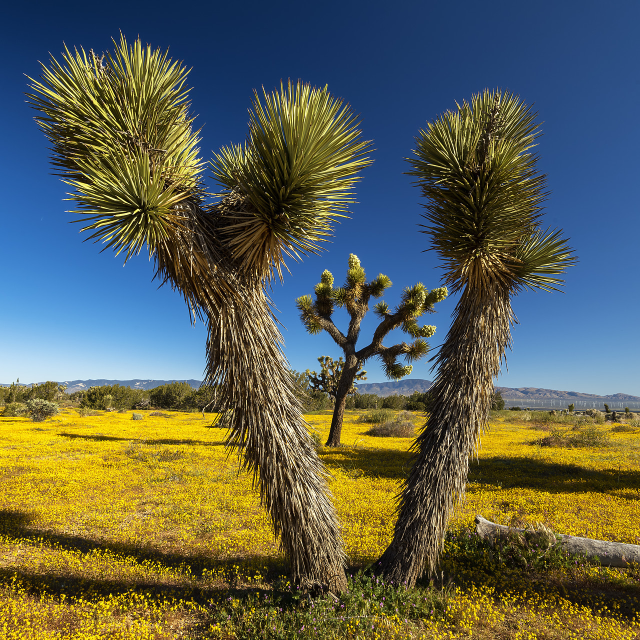 #190141-1 - Joshua Trees & Wildflowers, Antelope Valley, California, USA