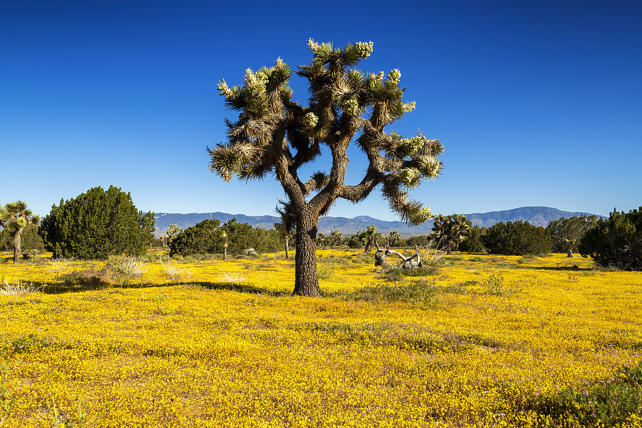 #190142-1 - Joshua Trees & Wildflowers, Antelope Valley, California, USA