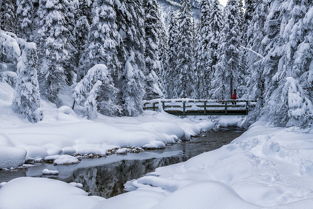 #190151-1 - Snow-covered Pines Trees & Bridge, Emerald Lake, British Columbia, Canada