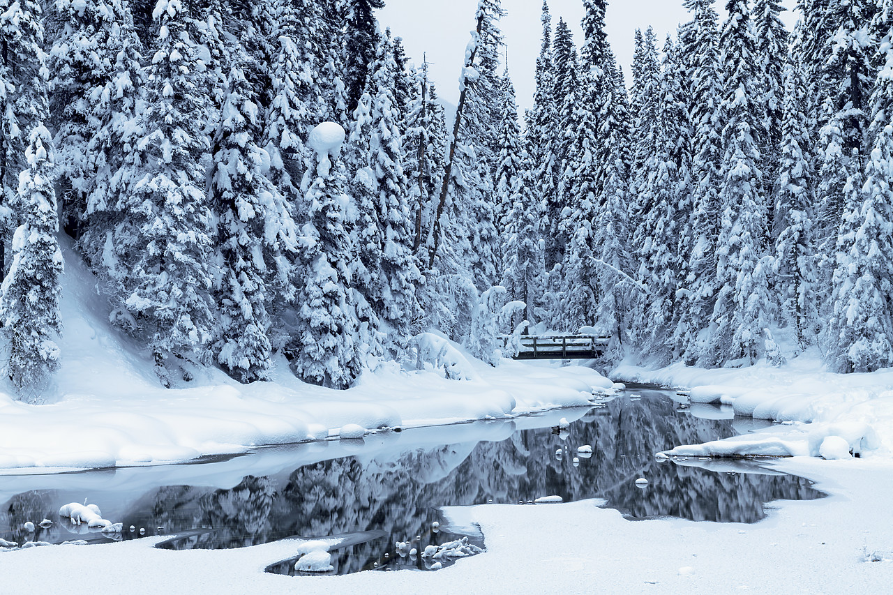 #190152-1 - Snow-covered Pines Trees & Bridge, Emerald Lake, British Columbia, Canada