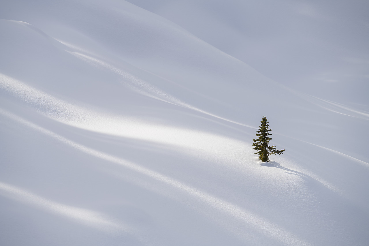 #190169-1 - Lone Pine Tree in Winter,  Alberta, Canada