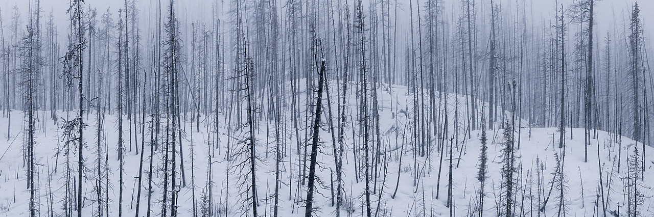 #190183-1 - Fire Damaged Pines in Winter, Maligne Canyon, Alberta, Canada