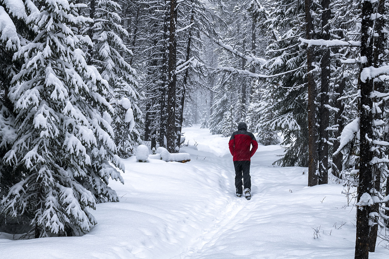 #190184-1 - Man Walking through Forest in Winter, Alberta, Canada