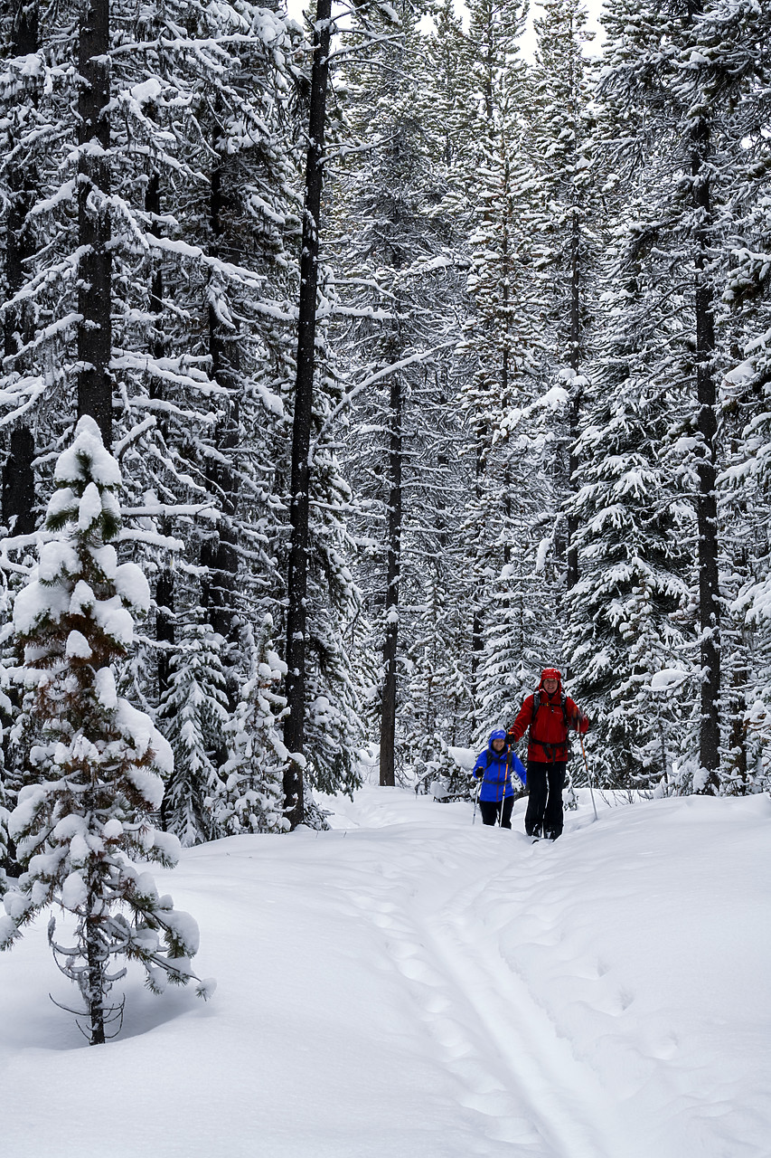 #190185-1 - Cross Country Skiers in Forest, Alberta, Canada