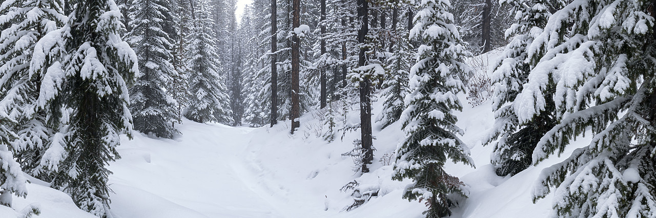 #190186-1 - Snow-covered Pine Trees in Winter, Alberta, Canada