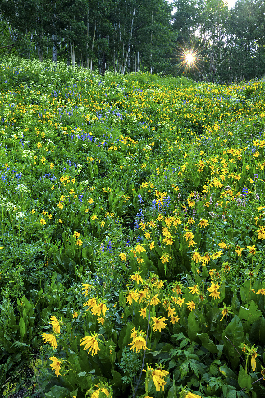 #190209-1 - Wildflowers, Crested Butte, Colorado, USA