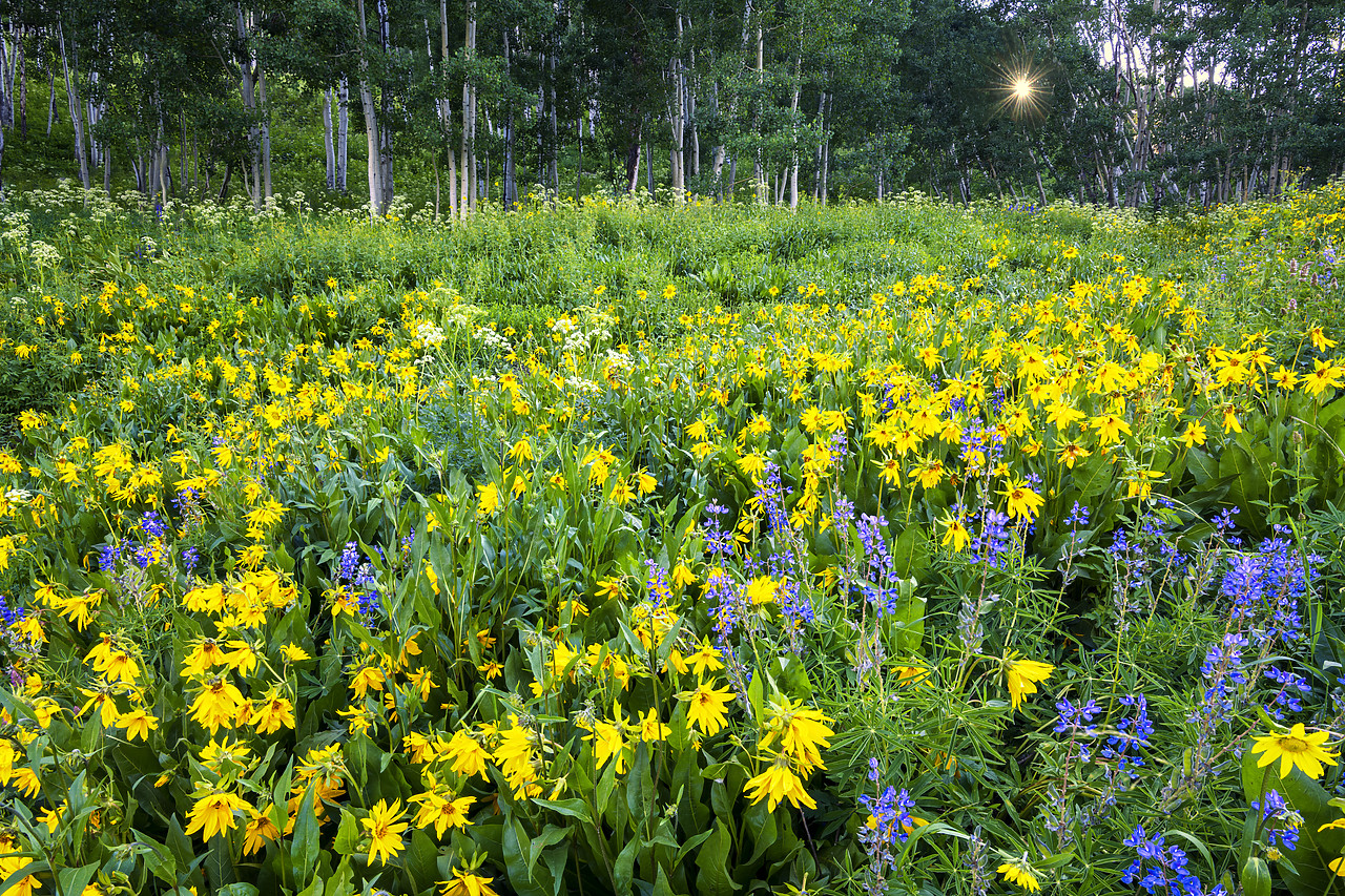 #190210-1 - Wildflowers, Crested Butte, Colorado, USA