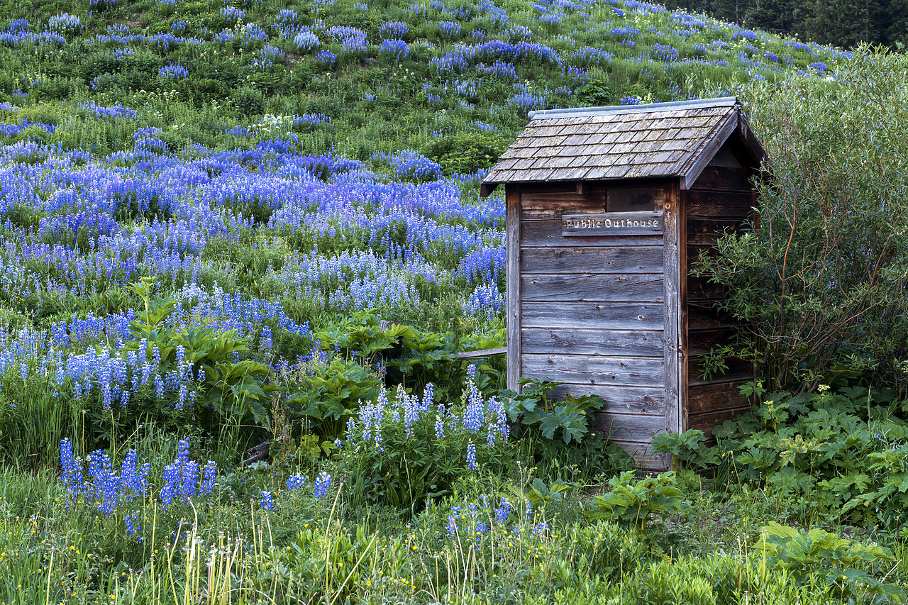 #190211-1 - Outhouse in Lupins, Crested Butte, Colorado, USA