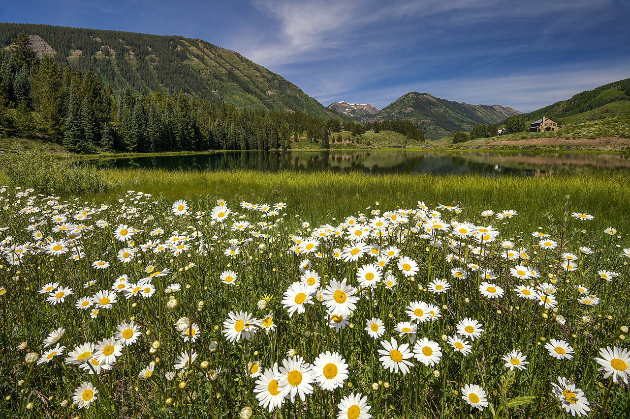 #190212-1 - Ox-eye Daisies by Nicholson Lake, Crested Butte, Colorado, USA