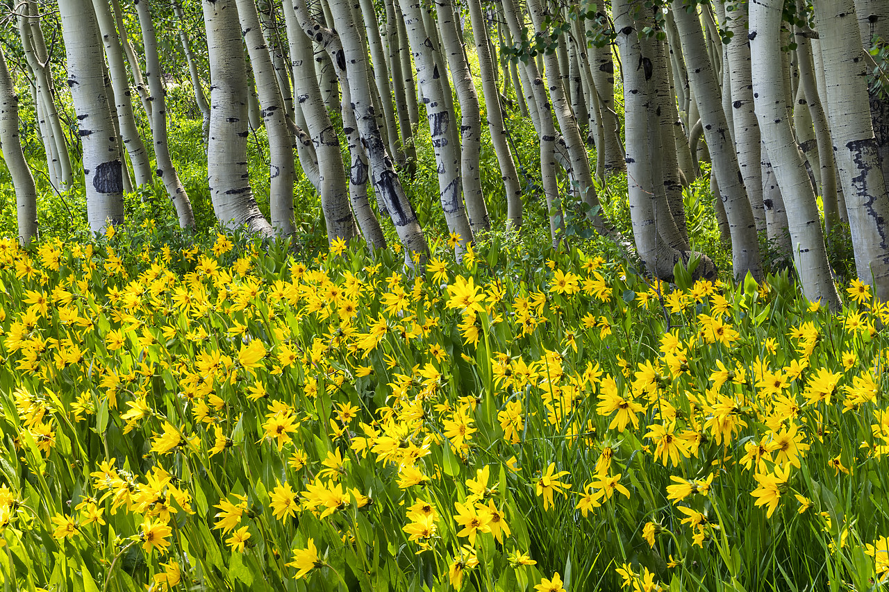 #190213-1 - Mules Ear Sunflowers & Aspens,  Crested Butte, Colorado, USA