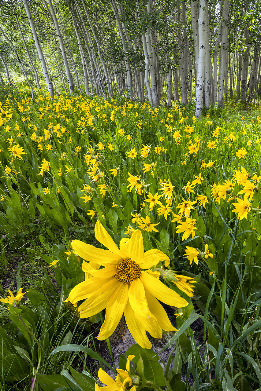 #190214-1 - Mules Ear Sunflowers & Aspens, Crested Butte, Colorado, USA