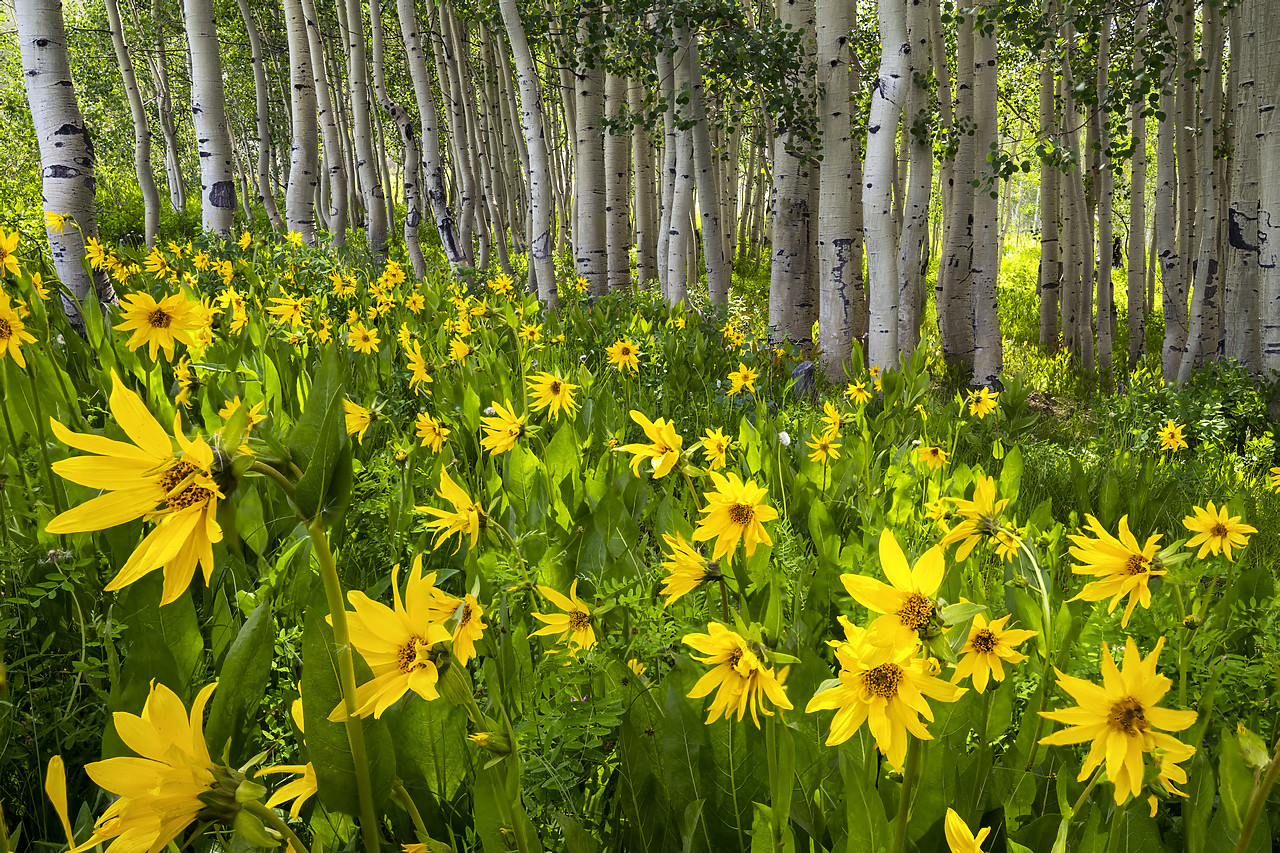 #190215-1 - Mules Ear Sunflowers & Aspens,  Crested Butte, Colorado, USA