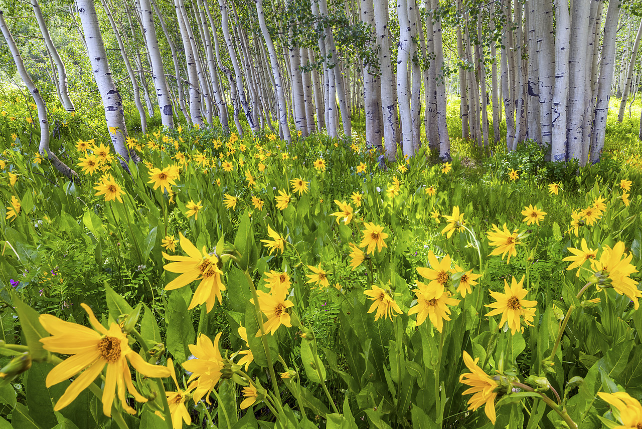 #190216-1 - Mules Ear Sunflowers & Aspens,  Crested Butte, Colorado, USA