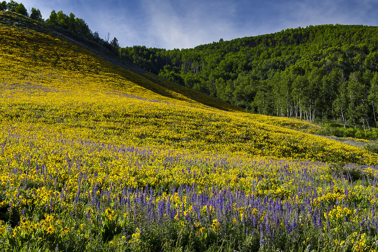 #190217-1 - Hillside of Mules Ear Sunflowers & Larkspur, Crested Butte, Colorado, USA