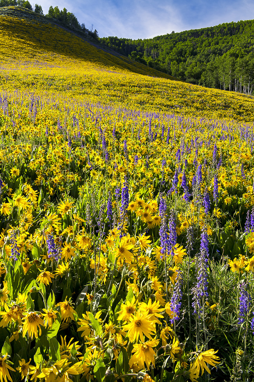 #190218-1 - Hillside of Mules Ear Sunflowers & Larkspur, Crested Butte, Colorado, USA