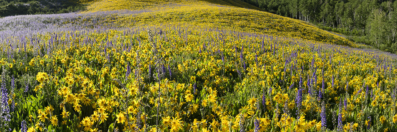 #190219-1 - Hillside of Mules Ear Sunflowers & Larkspur, Crested Butte, Colorado, USA
