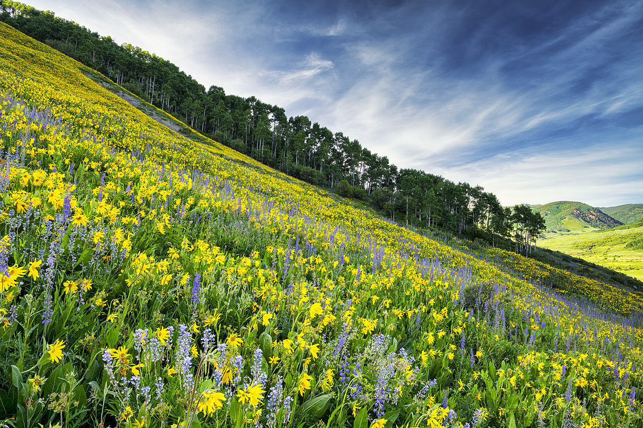 #190220-1 - Hillside of Wildflowers, Crested Butte, Colorado, USA