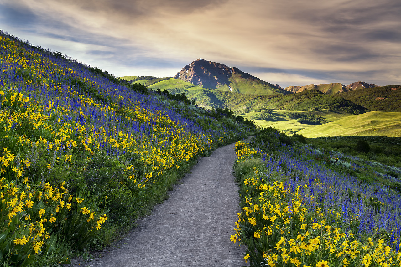 #190221-1 - Path Through Wildflowers, Crested Butte, Colorado, USA