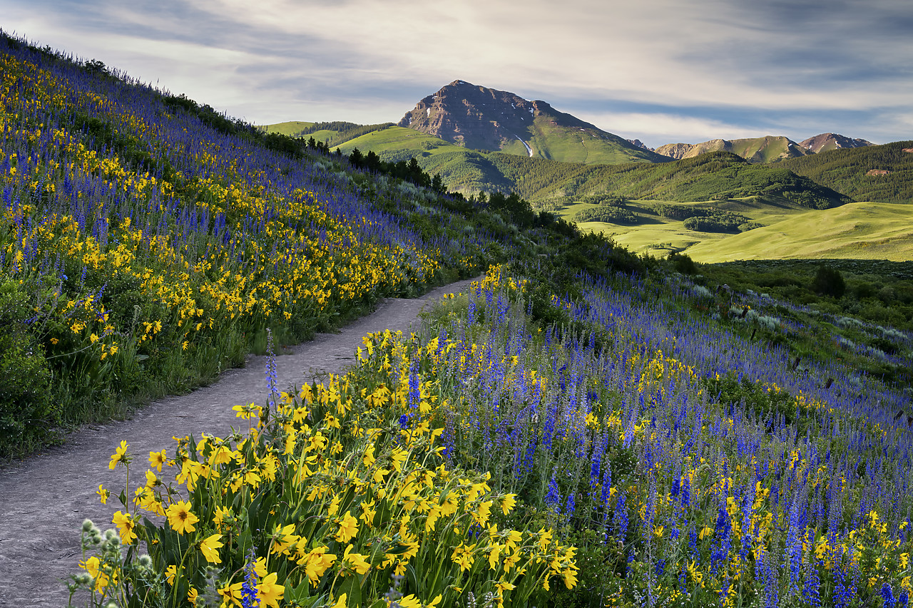 #190222-1 - Path Through Wildflowers, Crested Butte, Colorado, USA