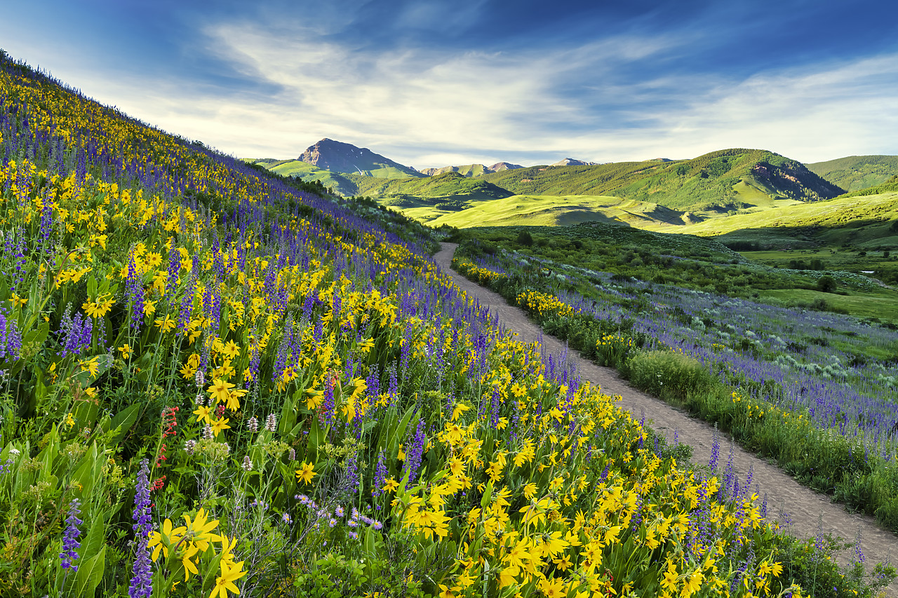 #190223-1 - Path Through Wildflowers, Crested Butte, Colorado, USA