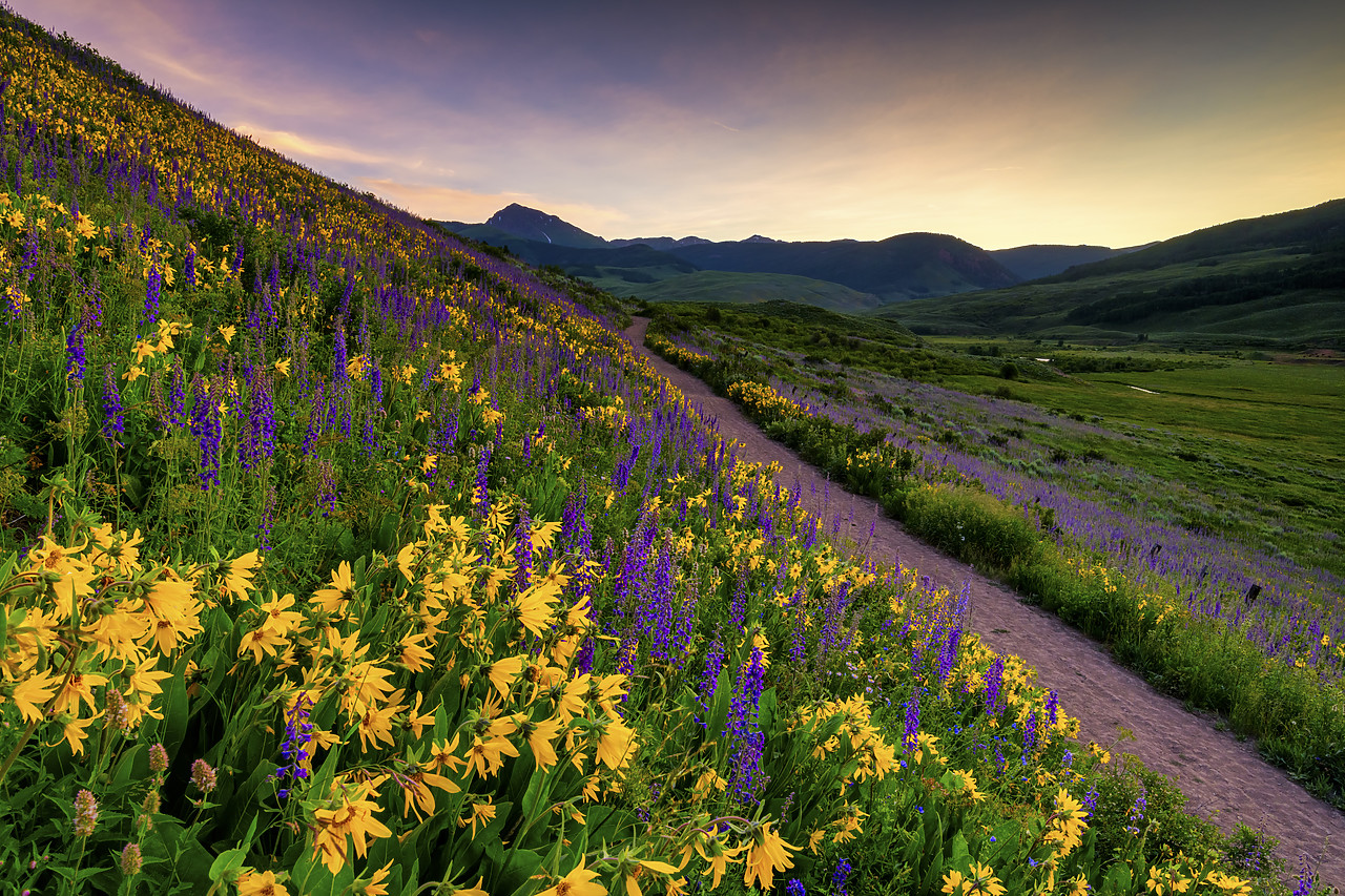 #190224-1 - Path Through Wildflowers, Crested Butte, Colorado, USA