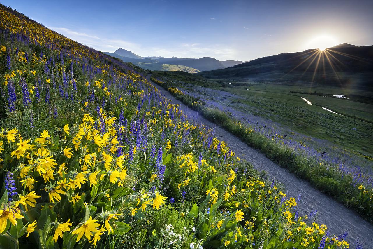 #190225-1 - Path Through Wildflowers, Crested Butte, Colorado, USA