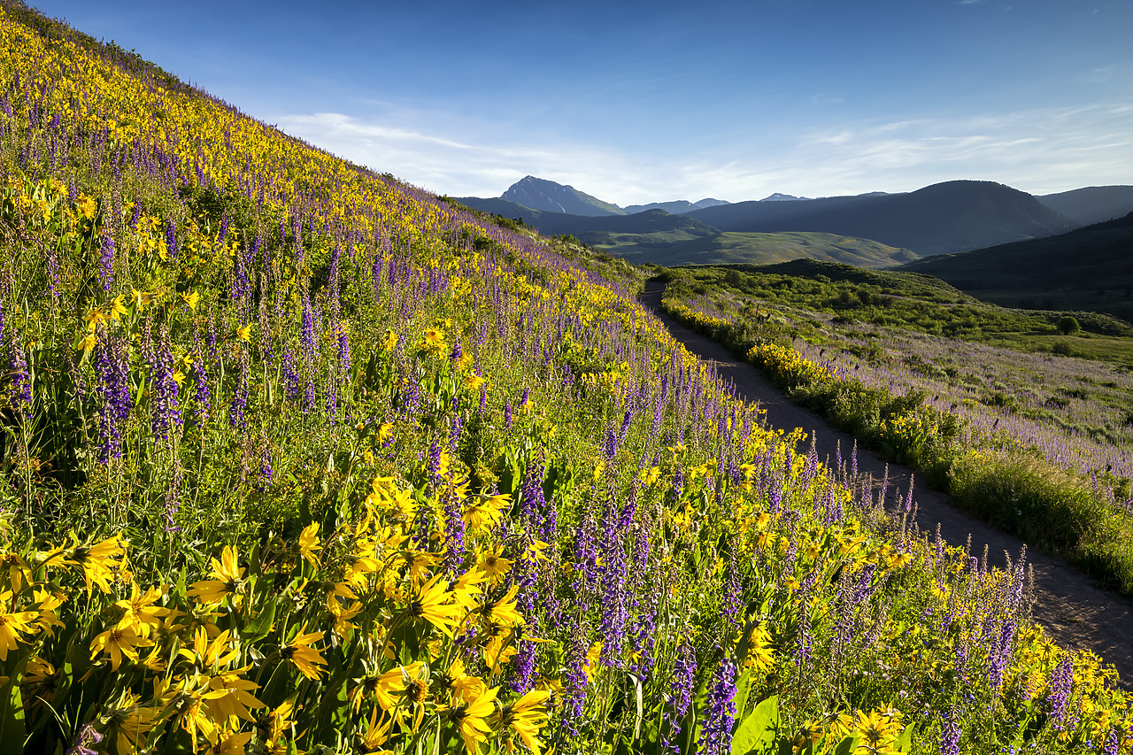#190226-1 - Path Through Wildflowers, Crested Butte, Colorado, USA