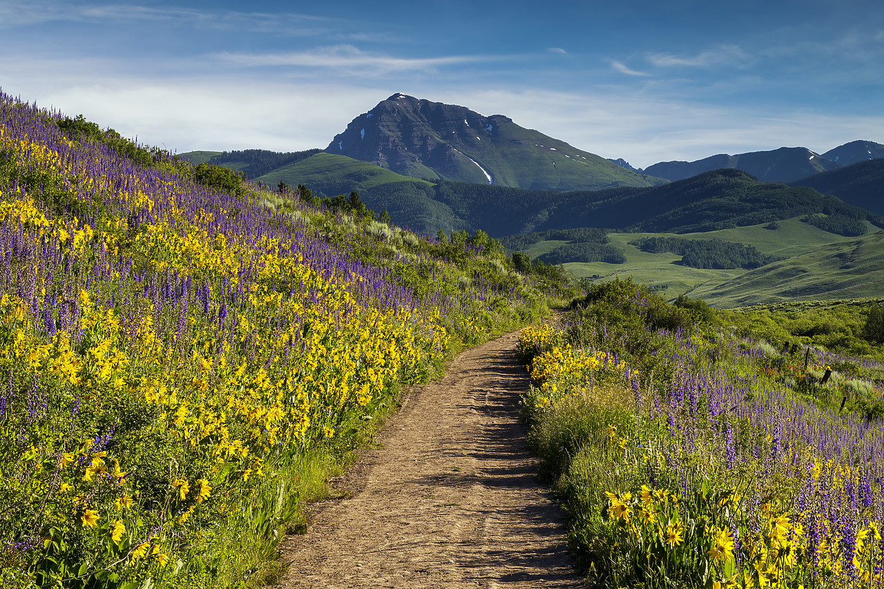 #190227-1 - Path Through Wildflowers, Crested Butte, Colorado, USA