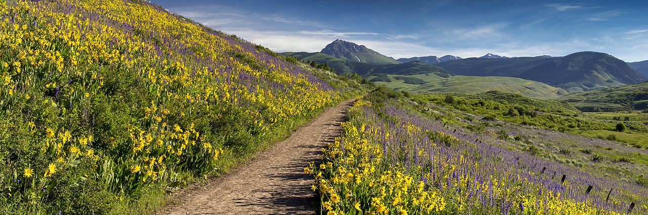 #190228-1 - Path Through Wildflowers, Crested Butte, Colorado, USA