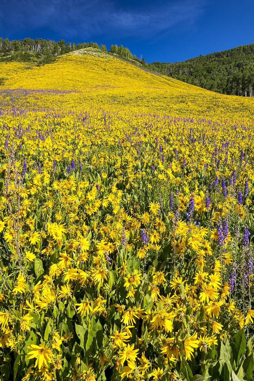 #190230-1 - Hillside of Mules Ear Sunflowers & Larkspur, Crested Butte, Colorado, USA