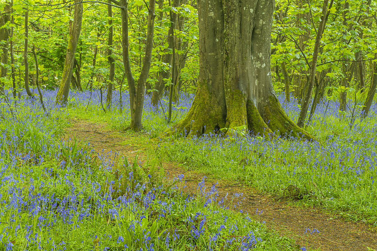 #190259-1 - Bluebells in Tehidy Country Park, Cornwall, England