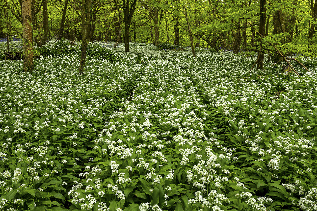 #190272-1 - Woodland of Wild Garlic, Cornwall, England