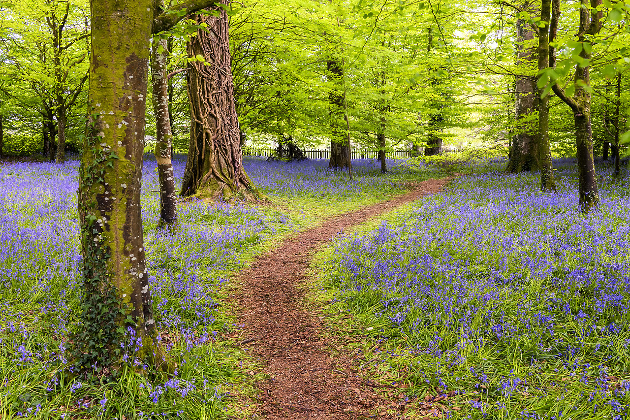 #190279-1 - Path Through Bluebells, Tehidy Country Park, Cornwall, England