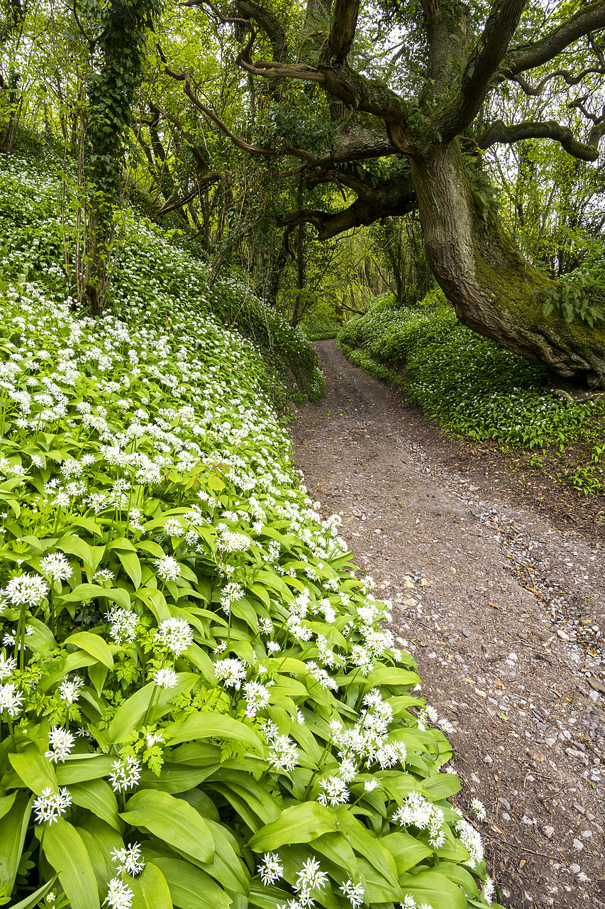 #190286-2 - Footpath Through Wild Garlic, Dorset, England