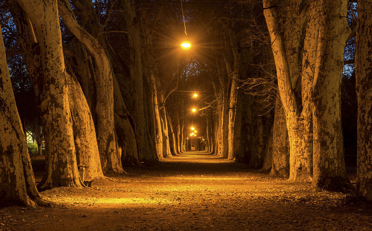 #190302-1 - Avenue of Plane Trees at Night, TÃ¼bingen, Baden-WÃ¼rttemberg, Germany