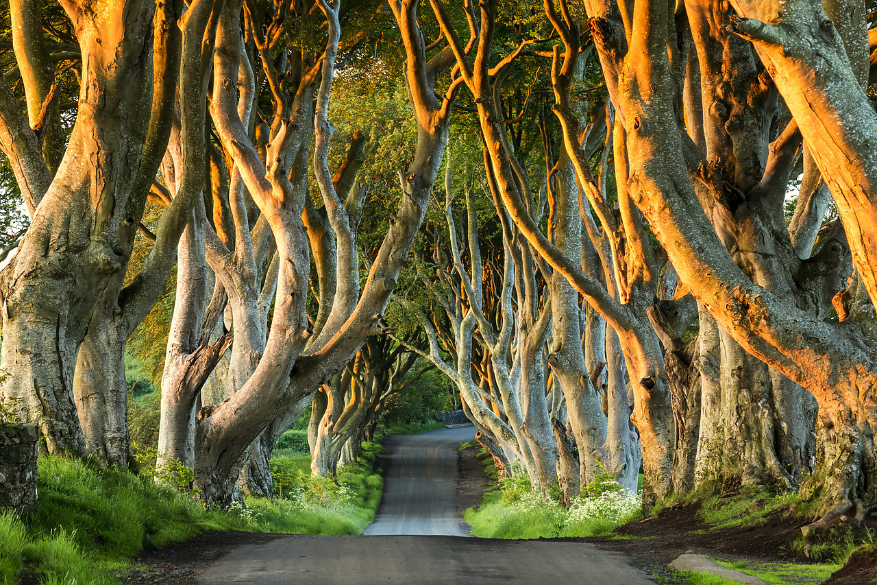 #190330-1 - Dark Hedges, Co. Antrim, Northern Ireland