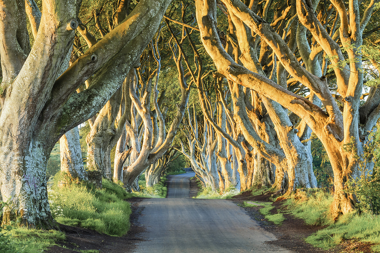 #190331-1 - Dark Hedges, Co. Antrim, Northern Ireland