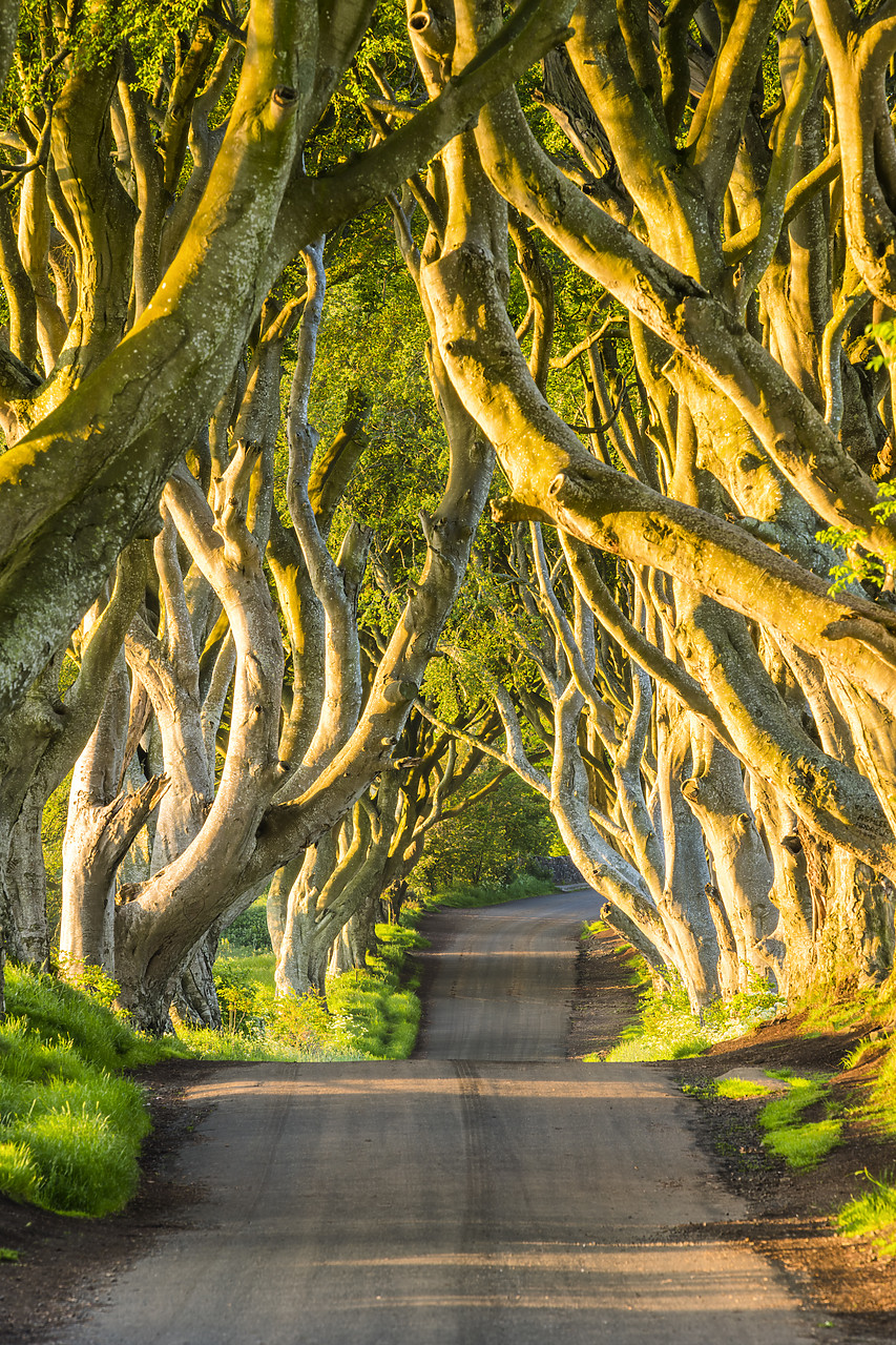 #190331-2 - Dark Hedges, Co. Antrim, Northern Ireland