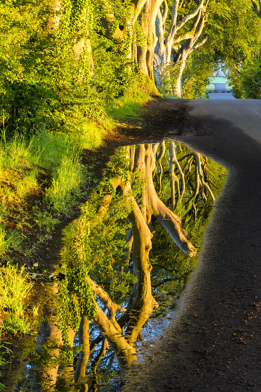 #190332-1 - Dark Hedges Reflections, Co. Antrim, Northern Ireland