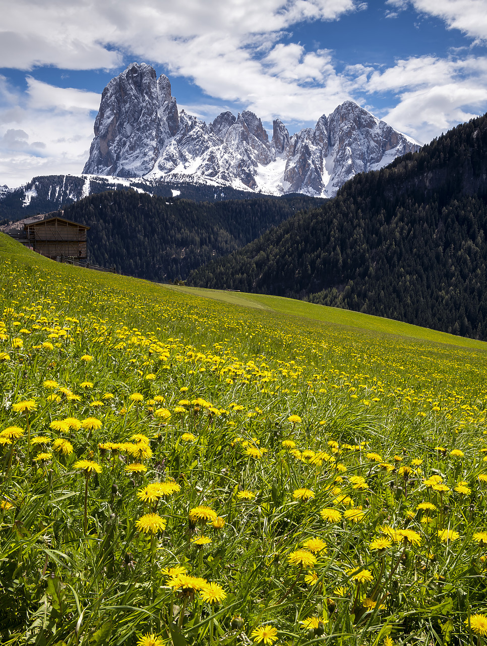 #190359-2 - Sassolungo Langkofel Group in Spring, Dolomites, Trentino, Italy