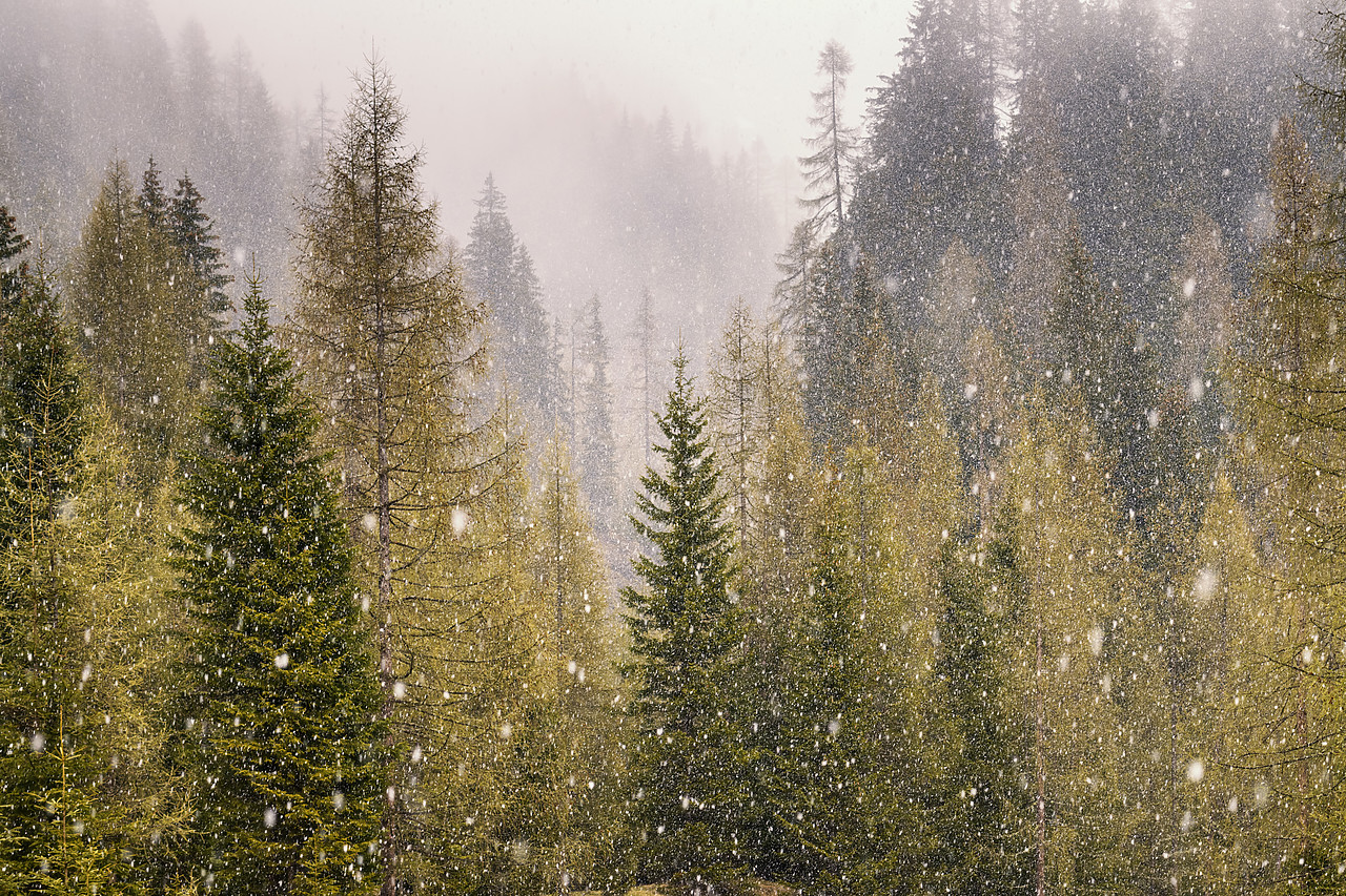 #190389-1 - Snowfalling in Larch Forest, Dolomites, Italy