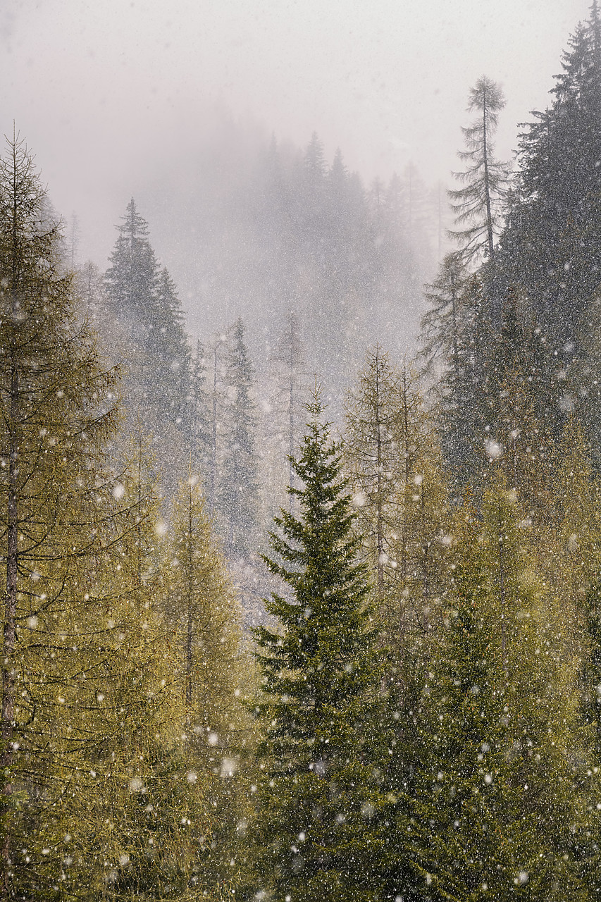 #190389-2 - Snowfalling in Larch Forest, Dolomites, Italy