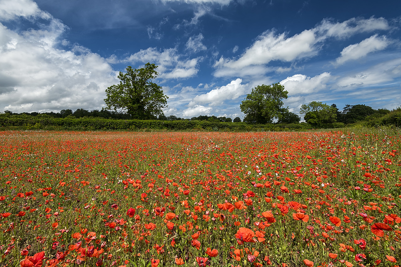 #190441-1 - Field of English Poppies, Norfolk, England