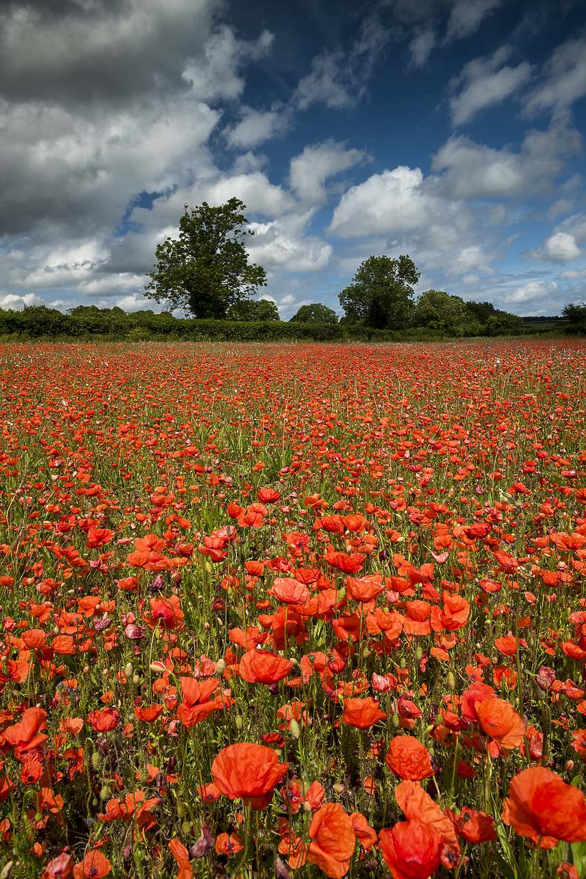 #190441-2 - Field of English Poppies, Norfolk, England